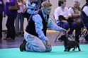 Crufts_dachshunds 107